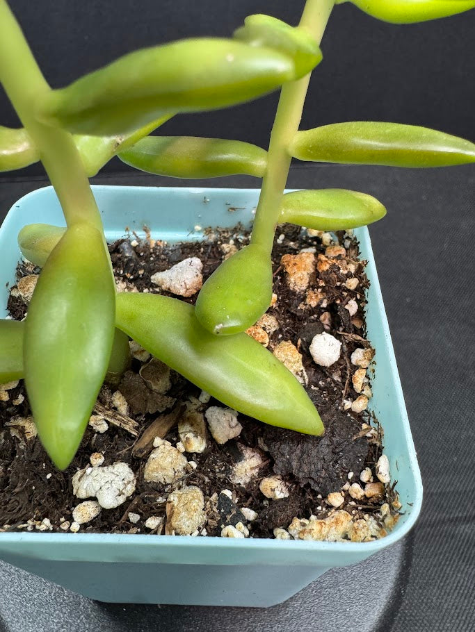 Sedum Adolphi #02 | Sedum nussbaumerianum Stonecrop Succulent | 3 inch Pot Size