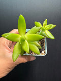 Hand holding a small potted succulent plant against a dark background