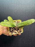 Small green succulent plant in a pot held by a hand against a dark background
