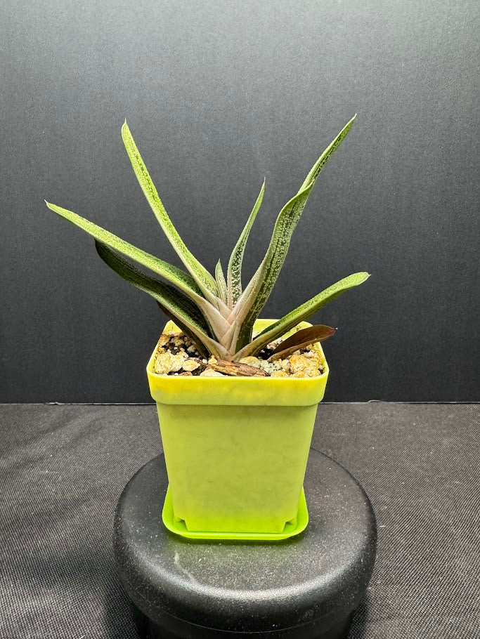 Gasteria 'Little Warty' | Hybrid Succulent | Grower's Choice