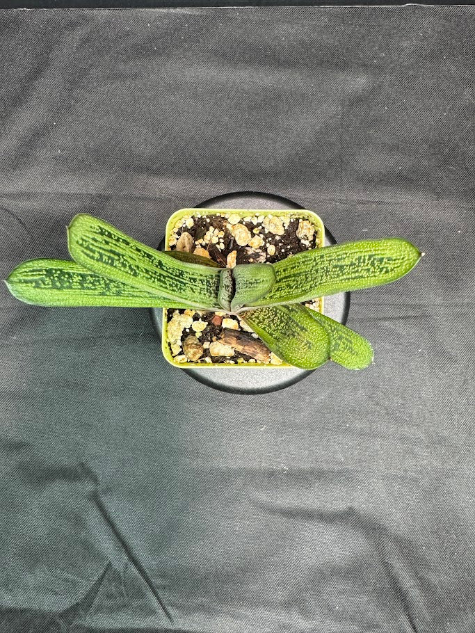 Gasteria 'Little Warty' | Hybrid Succulent | Grower's Choice