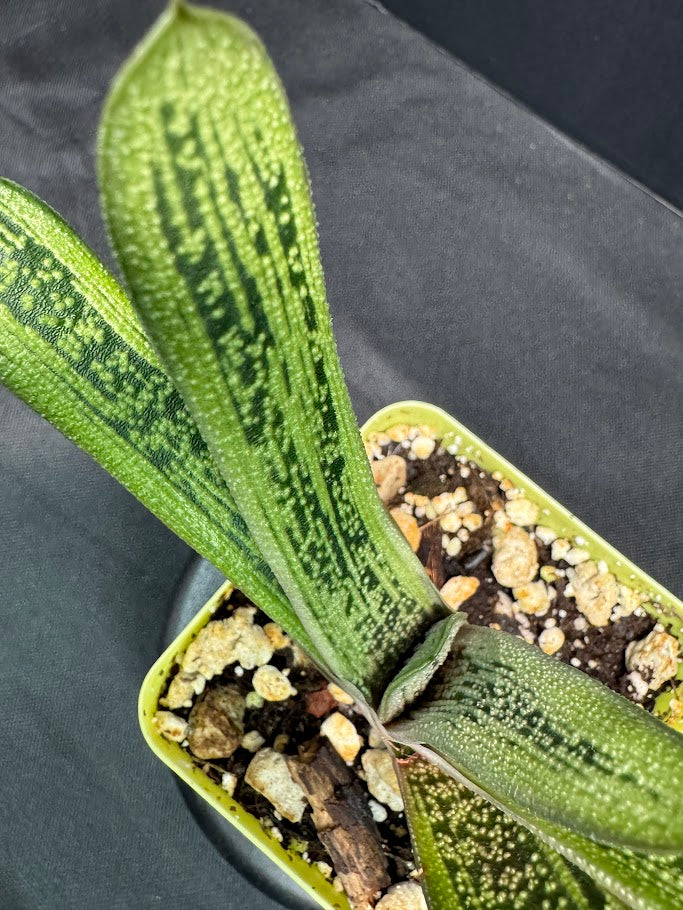 Gasteria 'Little Warty' | Hybrid Succulent | Grower's Choice