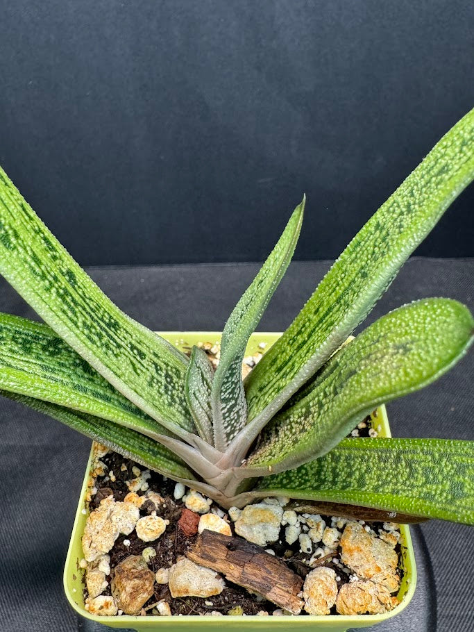 Gasteria 'Little Warty' | Hybrid Succulent | Grower's Choice