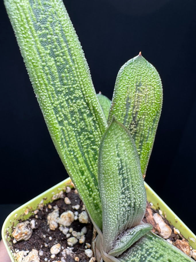 Gasteria 'Little Warty' | Hybrid Succulent | Grower's Choice