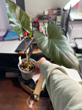 Alocasia 'Metal Head' #03 | Purple Alocasia | 5 inch Pot Size