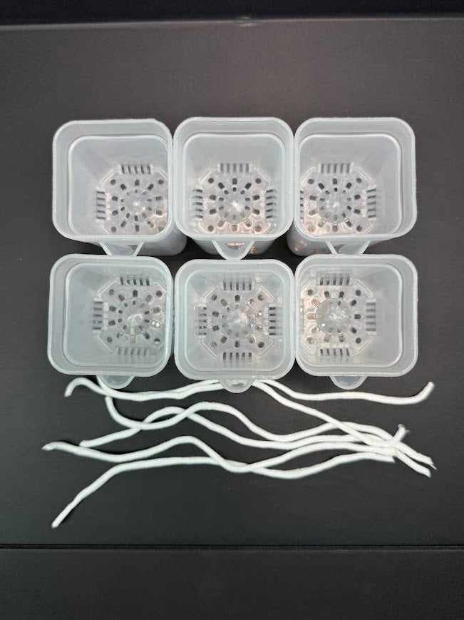 2-Inch Mini Self-Watering Pots with Wicks | 6 Pack | Clear Propagation & Starter Pots