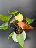 Coral Salmon Anthurium andraeanum (Flamingo Flower) #02 | 4-inch Tall Pot | Haven one of One