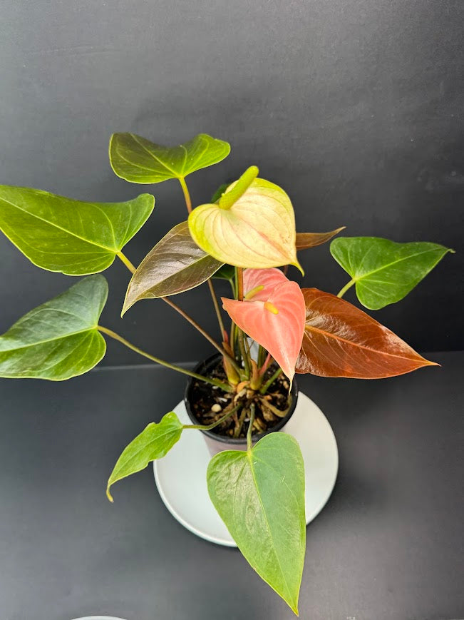 Coral Salmon Anthurium andraeanum (Flamingo Flower) #02 | 4-inch Tall Pot | Haven one of One