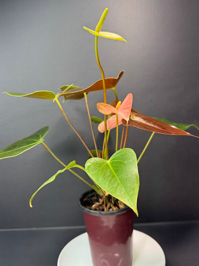 Coral Salmon Anthurium andraeanum (Flamingo Flower) #02 | 4-inch Tall Pot | Haven one of One