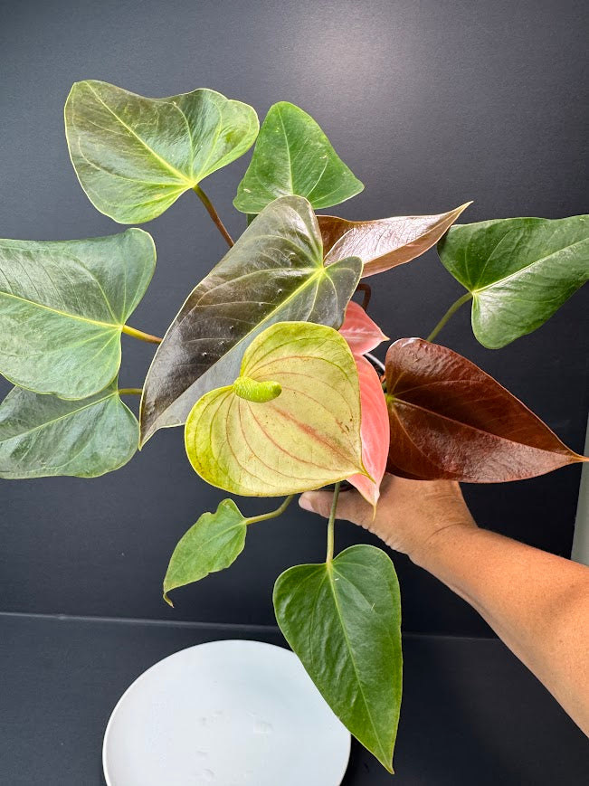 Coral Salmon Anthurium andraeanum (Flamingo Flower) #02 | 4-inch Tall Pot | Haven one of One