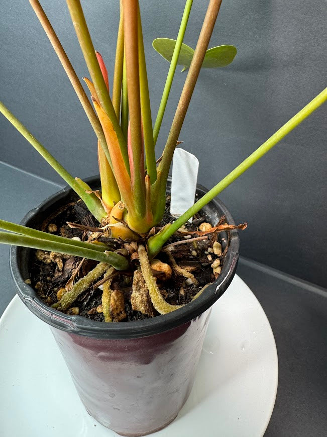 Coral Salmon Anthurium andraeanum (Flamingo Flower) #02 | 4-inch Tall Pot | Haven one of One