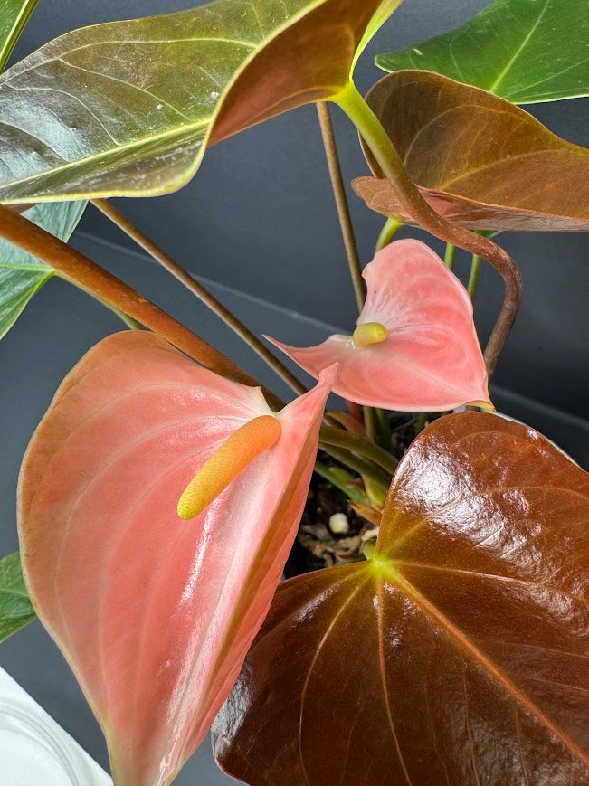 Coral Salmon Anthurium andraeanum (Flamingo Flower) #02 | 4-inch Tall Pot | Haven one of One
