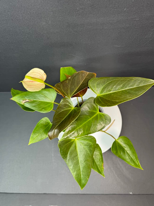 Coral Salmon Anthurium andraeanum (Flamingo Flower) #01 | 3-inch Nursery  Pot | Haven One of One