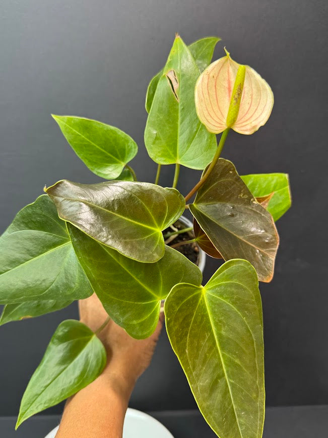 Coral Salmon Anthurium andraeanum (Flamingo Flower) #01 | 3-inch Nursery  Pot | Haven One of One