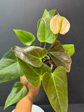 Coral Salmon Anthurium andraeanum (Flamingo Flower) #01 | 3-inch Nursery  Pot | Haven One of One