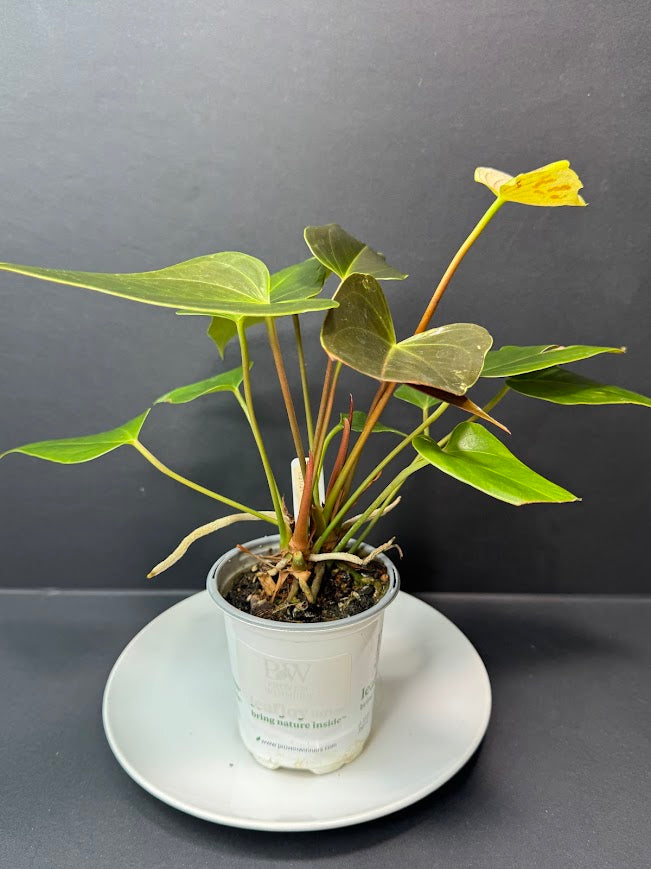 Coral Salmon Anthurium andraeanum (Flamingo Flower) #01 | 3-inch Nursery  Pot | Haven One of One