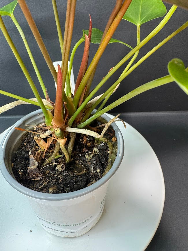 Coral Salmon Anthurium andraeanum (Flamingo Flower) #01 | 3-inch Nursery  Pot | Haven One of One