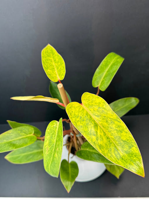 Philodendron 'Painted Lady' # 10 | Philodendron erubescens ‘Painted Lady’ | 4 inch Pot Size | Haven One of One
