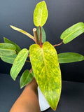 Philodendron 'Painted Lady' # 10 | Philodendron erubescens ‘Painted Lady’ | 4 inch Pot Size | Haven One of One