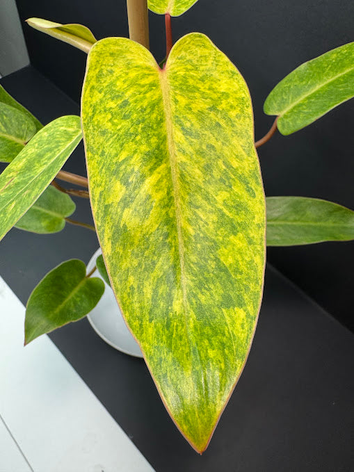 Philodendron 'Painted Lady' # 10 | Philodendron erubescens ‘Painted Lady’ | 4 inch Pot Size | Haven One of One
