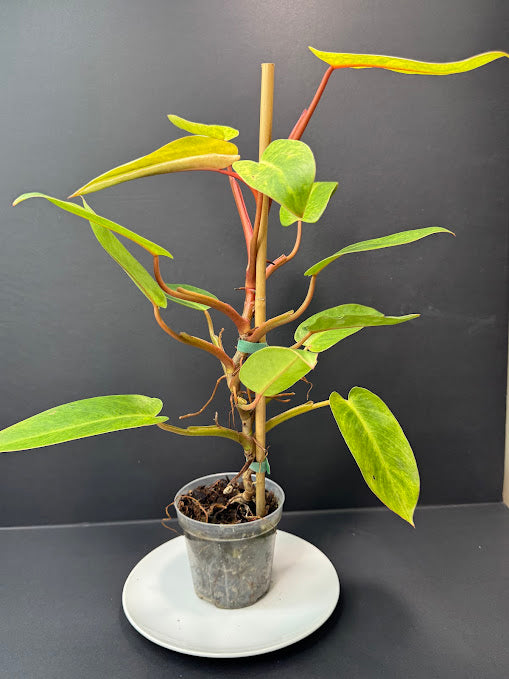 Philodendron 'Painted Lady' # 10 | Philodendron erubescens ‘Painted Lady’ | 4 inch Pot Size | Haven One of One
