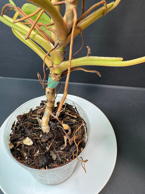 Philodendron 'Painted Lady' # 10 | Philodendron erubescens ‘Painted Lady’ | 4 inch Pot Size | Haven One of One
