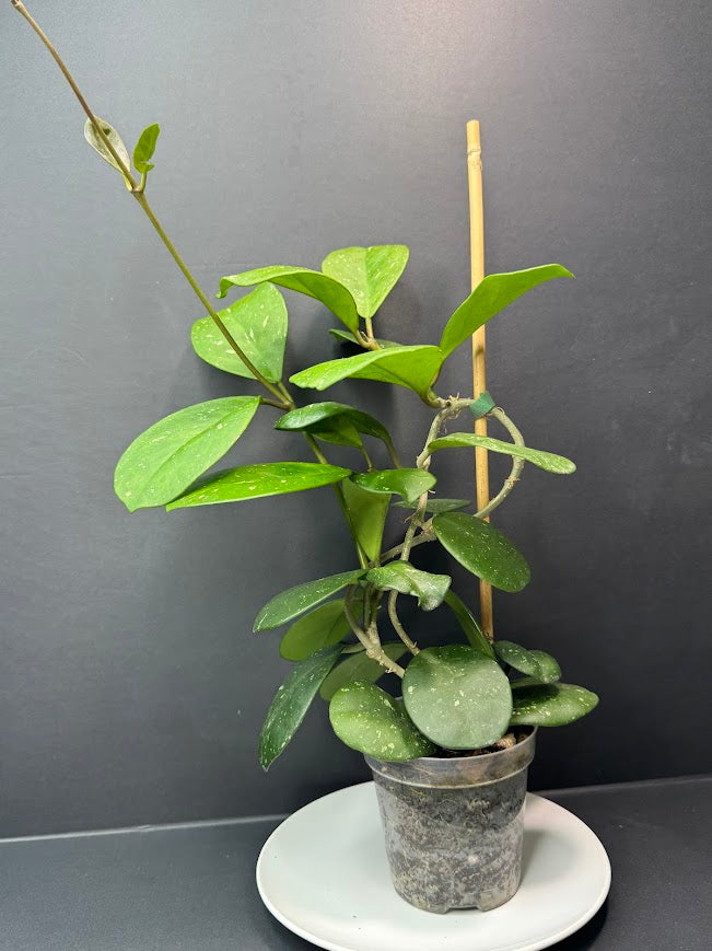 A potted green trailing plant with oval leaves, shown in a small gray nursery pot on a white plate against a dark gray background.