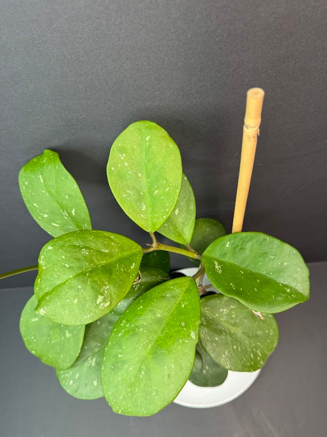 A green leafy houseplant with glossy oval leaves, shown from above in a white pot against a dark gray background, with a small bamboo support stake inserted near the right side.