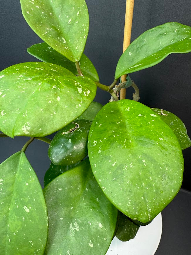 Close-up of a green houseplant with glossy oval leaves speckled with white variegation, photographed against a dark background with a wooden support stake visible.