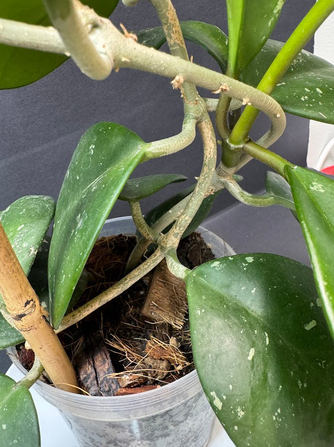 Close-up of a Hoya plant with thick green leaves and pale stems growing in a clear plastic pot filled with bark and soil, photographed indoors against a dark gray background.