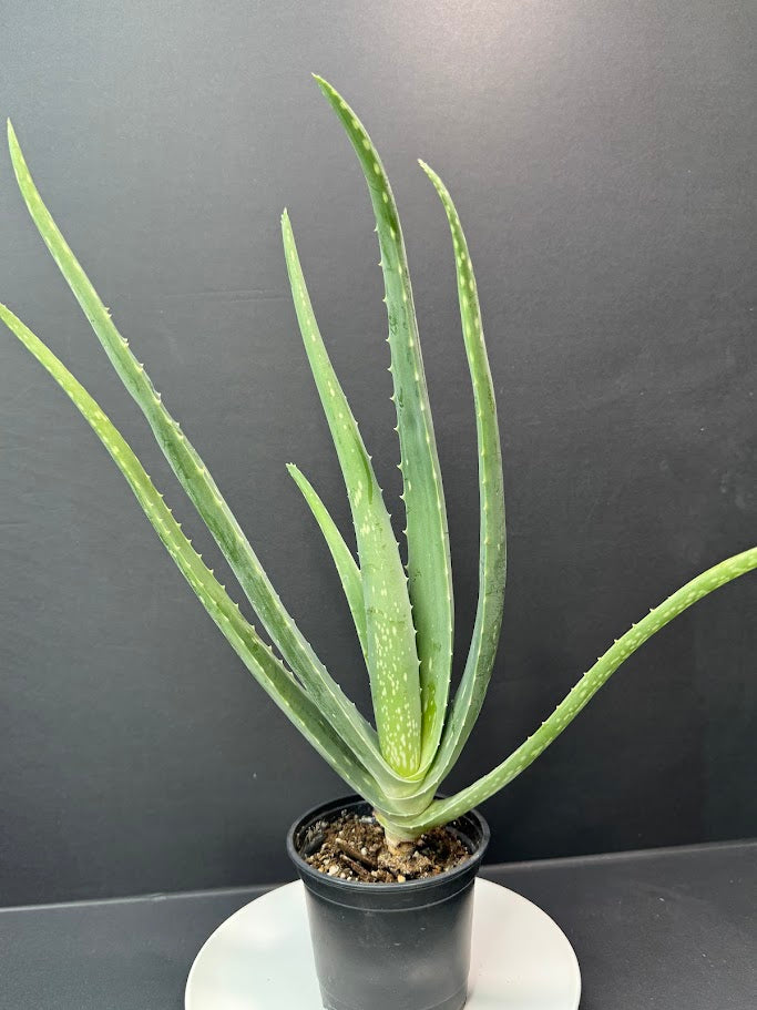 Aloe Vera Plant 4-Inch Pot | Healing Plant | Haven's Choice