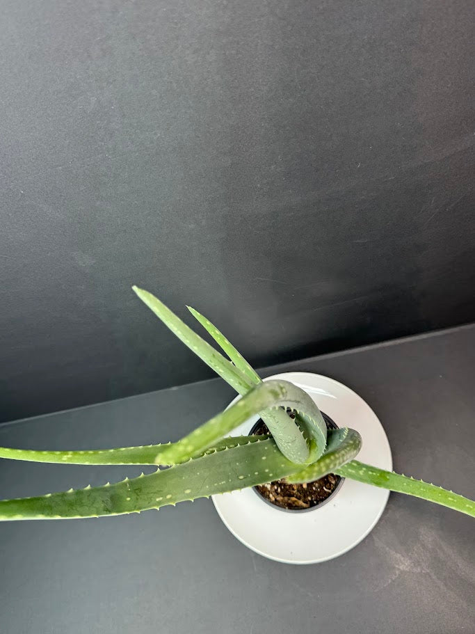 Aloe Vera Plant 4-Inch Pot | Healing Plant | Haven's Choice