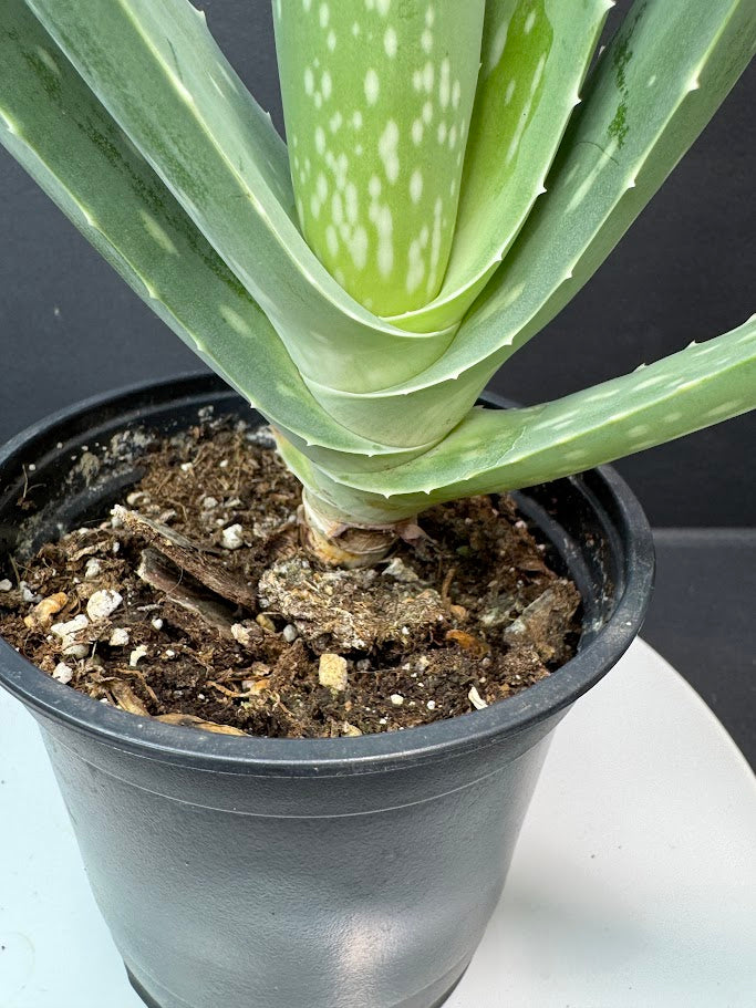Aloe Vera Plant 4-Inch Pot | Healing Plant | Haven's Choice
