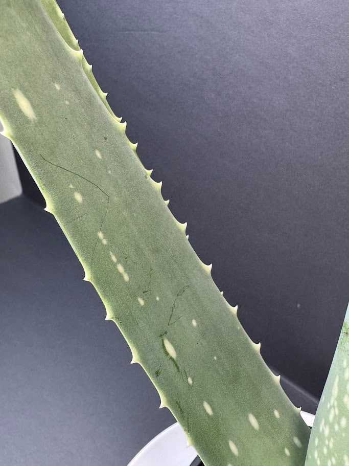 Aloe Vera Plant 4-Inch Pot | Healing Plant | Haven's Choice