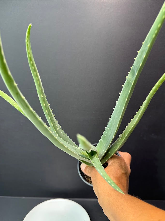 Aloe Vera Plant 4-Inch Pot | Healing Plant | Haven's Choice