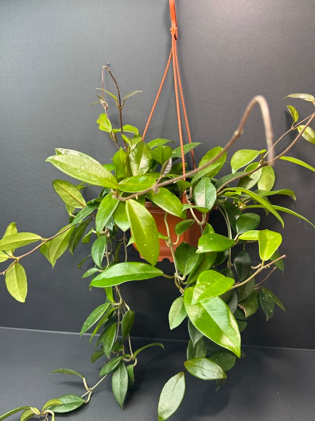 Hoya Carnosa (Wax Plant) #08 | 5.5-Inch Hanging Basket | Haven One of One