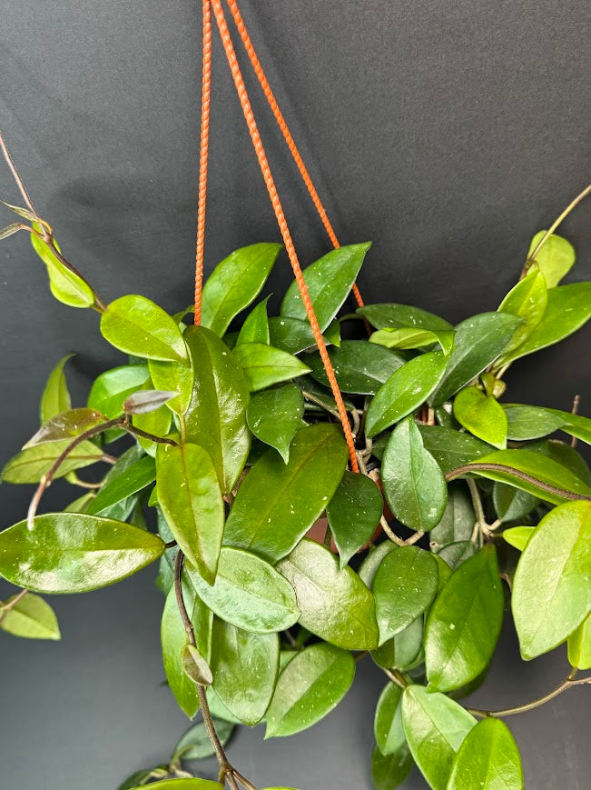 Hoya Carnosa (Wax Plant) #08 | 5.5-Inch Hanging Basket | Haven One of One