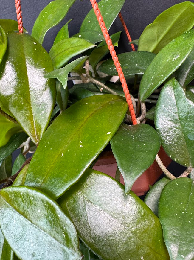 Hoya Carnosa (Wax Plant) #08 | 5.5-Inch Hanging Basket | Haven One of One