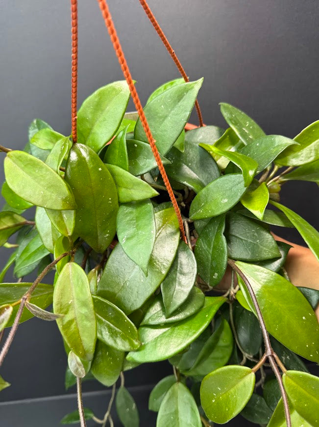 Hoya Carnosa (Wax Plant) #08 | 5.5-Inch Hanging Basket | Haven One of One