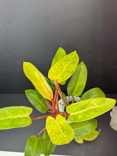 Philodendron 'Painted Lady' # 11 | Philodendron erubescens ‘Painted Lady’ | 4 inch Pot Size | Haven One of One
