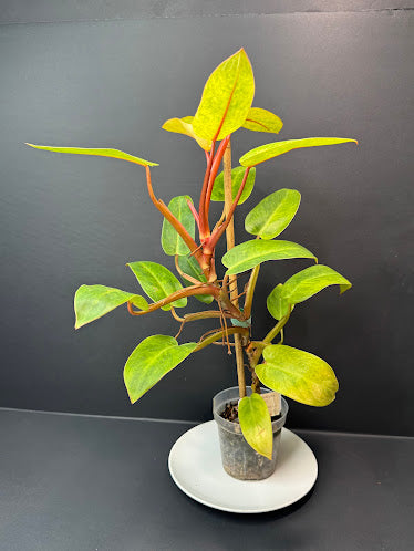 Philodendron 'Painted Lady' # 11 | Philodendron erubescens ‘Painted Lady’ | 4 inch Pot Size | Haven One of One