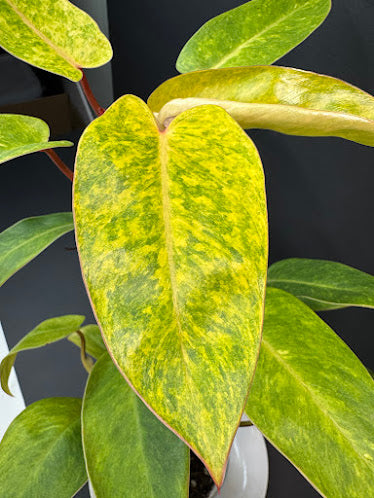 Philodendron 'Painted Lady' # 11 | Philodendron erubescens ‘Painted Lady’ | 4 inch Pot Size | Haven One of One