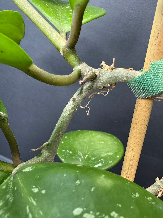 Close-up of a green houseplant stem with round variegated leaves and a small root at the junction, secured with a green mesh wrap next to a wooden stake against a dark background.