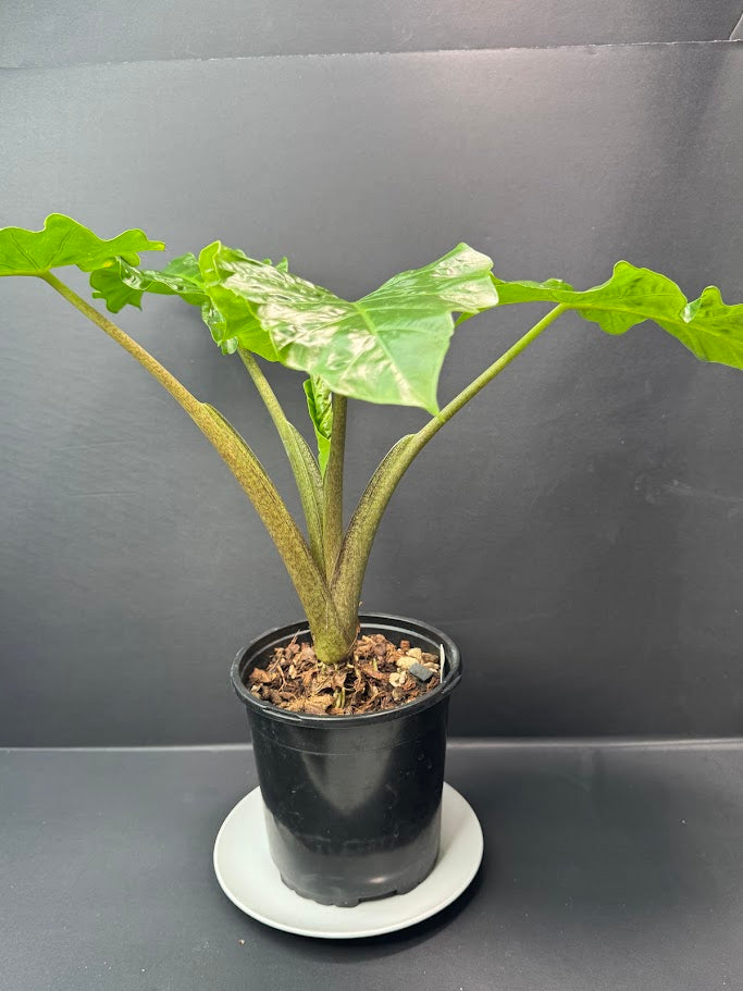 Alocasia ‘Low Rider’ #03 | Dwarf Elephant Ear | 1 GAL Pot Size | Haven's One of One