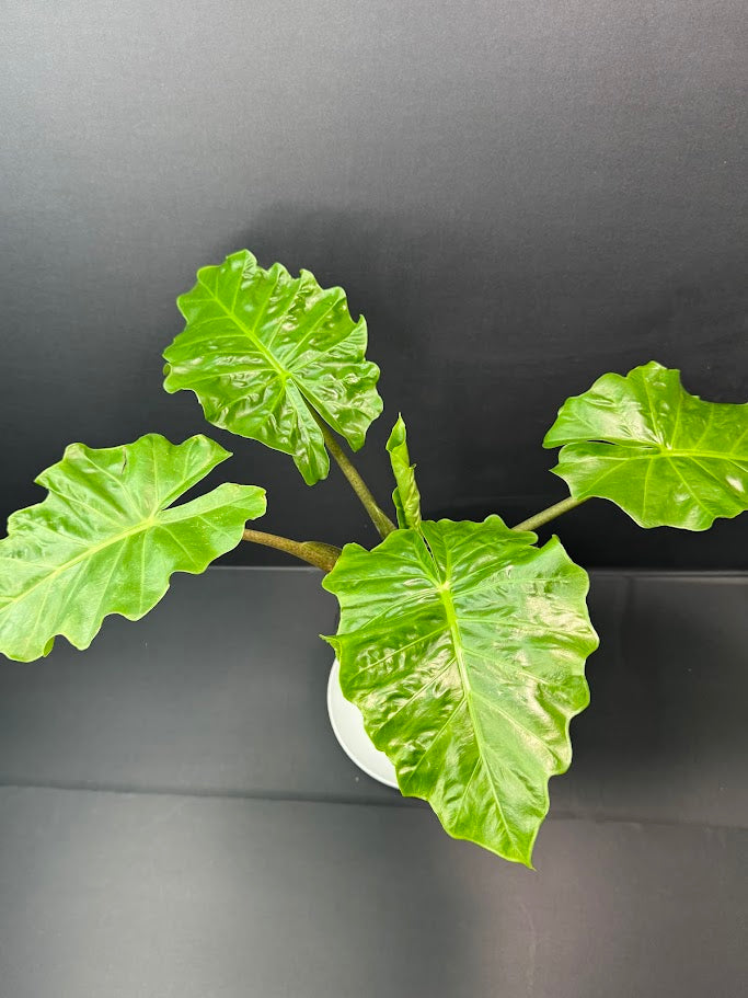 Alocasia ‘Low Rider’ #03 | Dwarf Elephant Ear | 1 GAL Pot Size | Haven's One of One