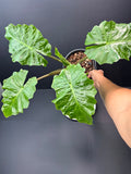 Alocasia ‘Low Rider’ #03 | Dwarf Elephant Ear | 1 GAL Pot Size | Haven's One of One