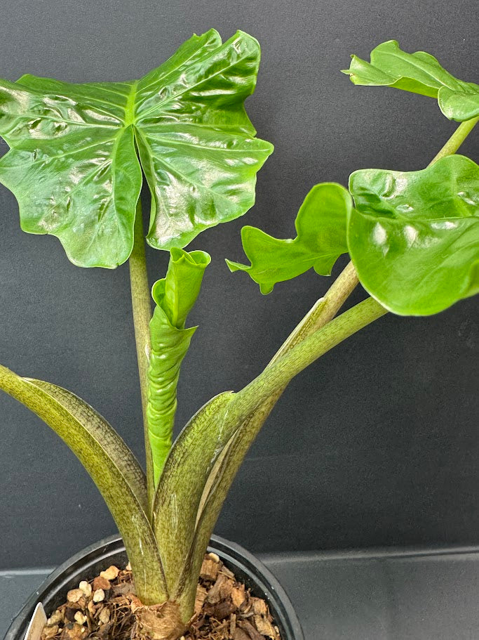 Alocasia ‘Low Rider’ #03 | Dwarf Elephant Ear | 1 GAL Pot Size | Haven's One of One