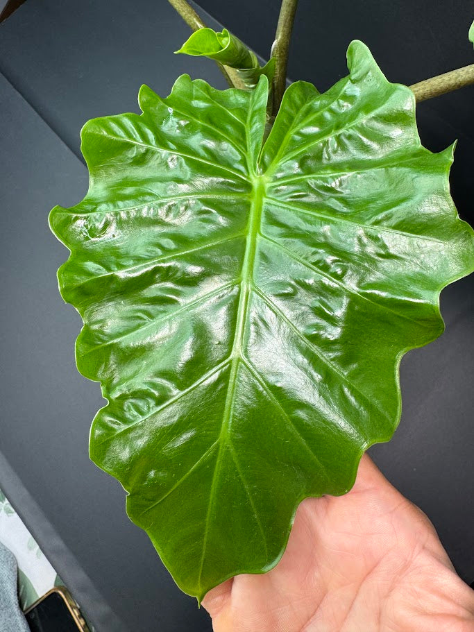 Alocasia ‘Low Rider’ #03 | Dwarf Elephant Ear | 1 GAL Pot Size | Haven's One of One