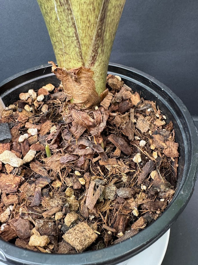 Alocasia ‘Low Rider’ #03 | Dwarf Elephant Ear | 1 GAL Pot Size | Haven's One of One