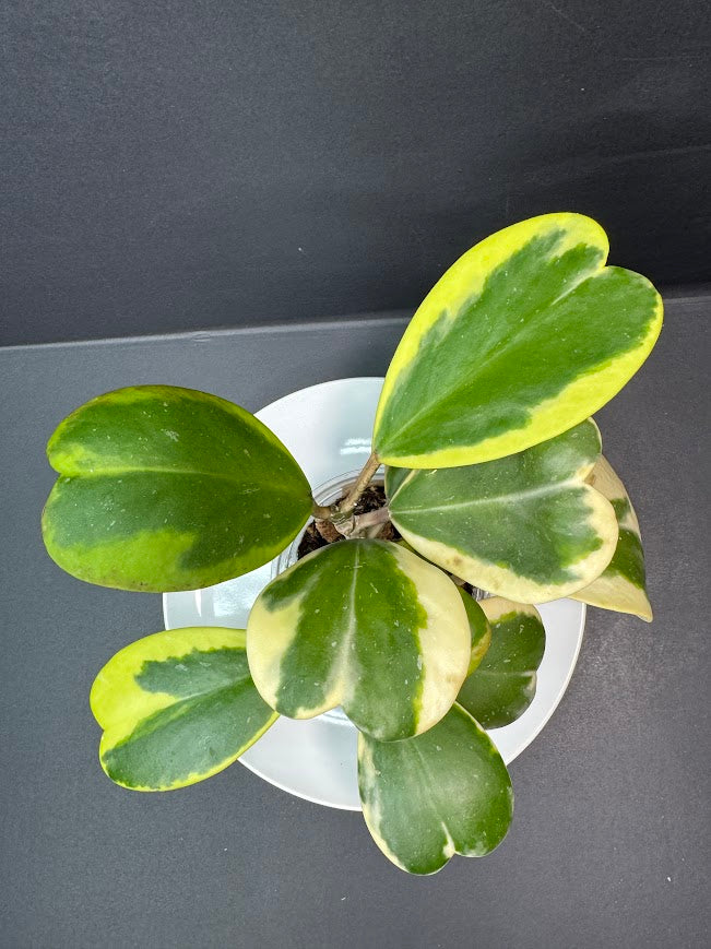 Hoya Kerrii Albo - Outer Variegated #03 | 3.5-Inch Clear Cup | Haven One of One